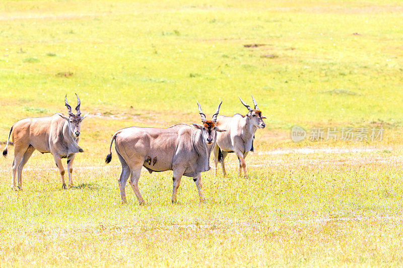 埃伦诺佩，羚羊，Taurotragus oryx